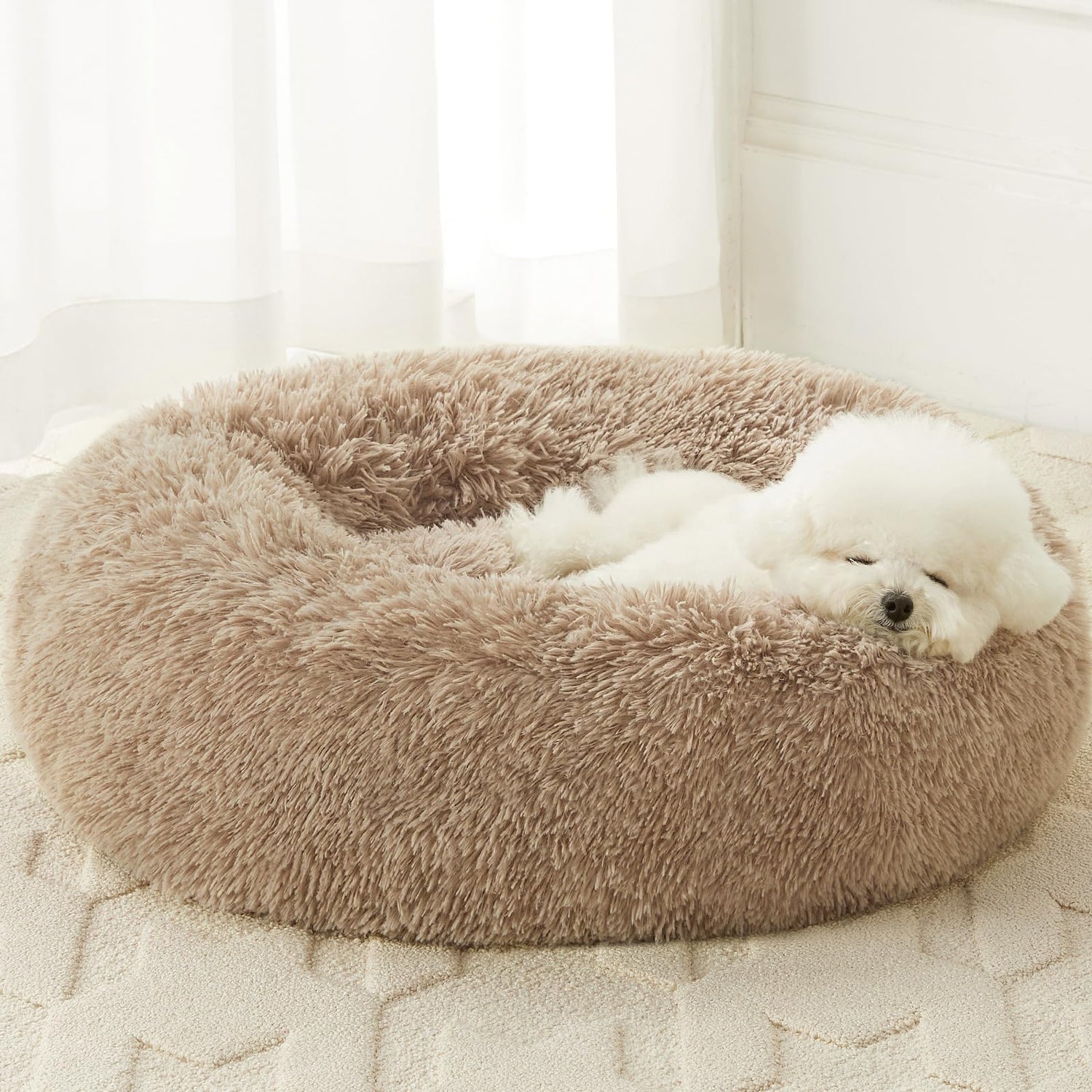 Dog Bed's