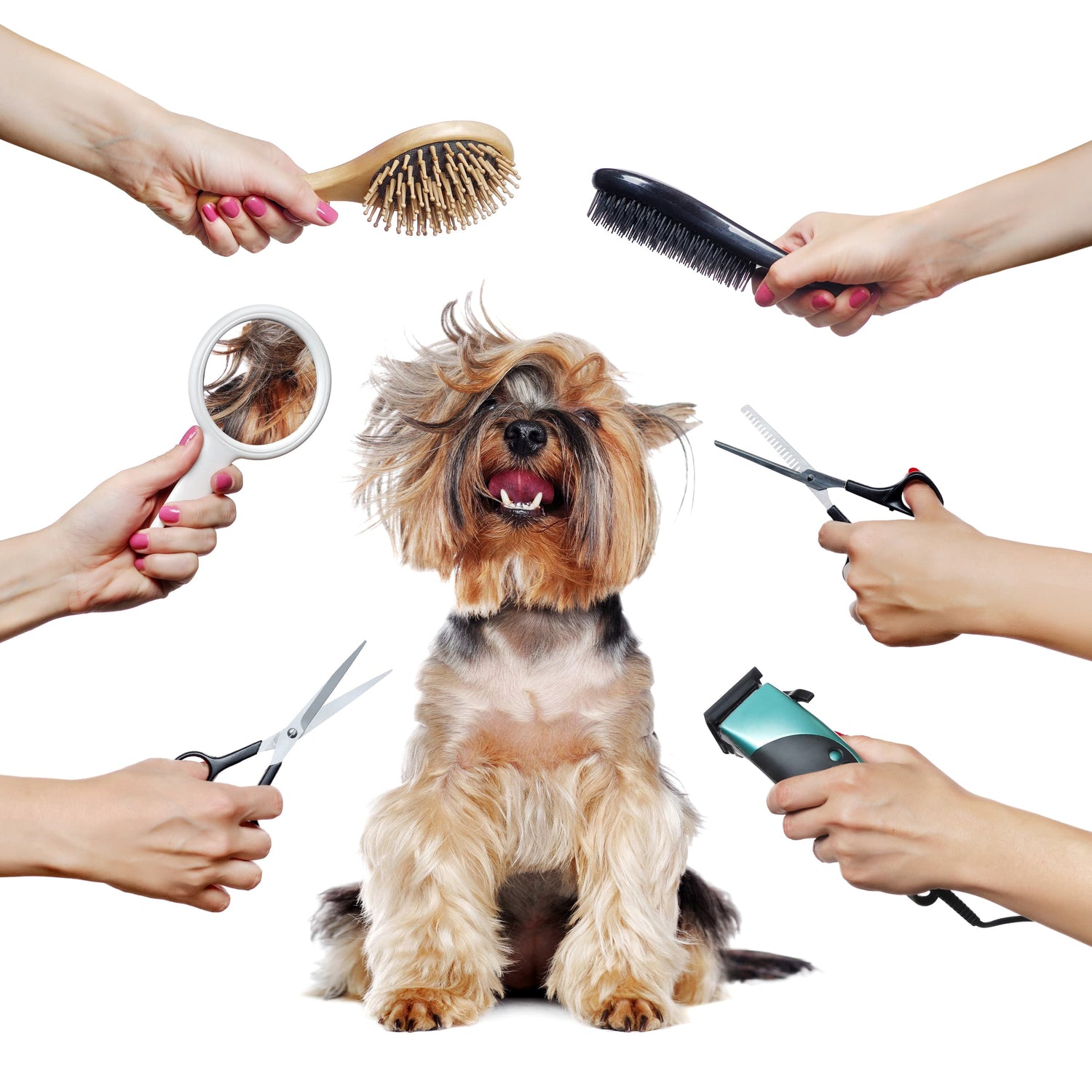 Grooming Supplies